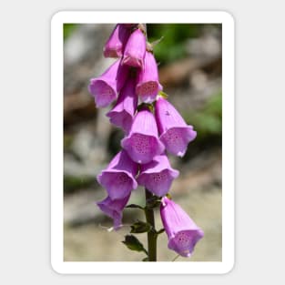 Bright pink common foxglove Sticker